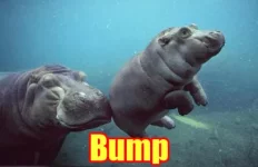 aimages.encyclopediadramatica.se_b_b9_Bump_hippo.webp