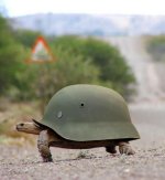 hard-hat-turtle-500x541.jpg