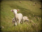 amobilebiblestudy.files.wordpress.com_2014_04_december_16_2013_little_lamb_peering_over_hillside.gif