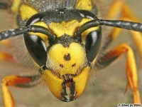 Hym_vespula_germanica025b.webp