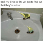 apics.onsizzle.com_took_my_birds_to_the_vet_just_to_find_out_3617791.png