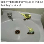 apics.onsizzle.com_took_my_birds_to_the_vet_just_to_find_out_3617791.webp