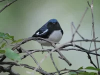 aupload.wikimedia.org_wikipedia_commons_f_f3_Black_Throated_Blue_Warbler.webp