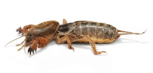 aupload.wikimedia.org_wikipedia_commons_9_9a_Mole_cricket02.webp