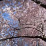 cherry_blossoms_photo_by_wes.jpg
